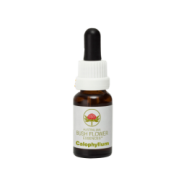 Calophyllum