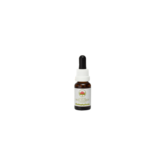 Calophyllum