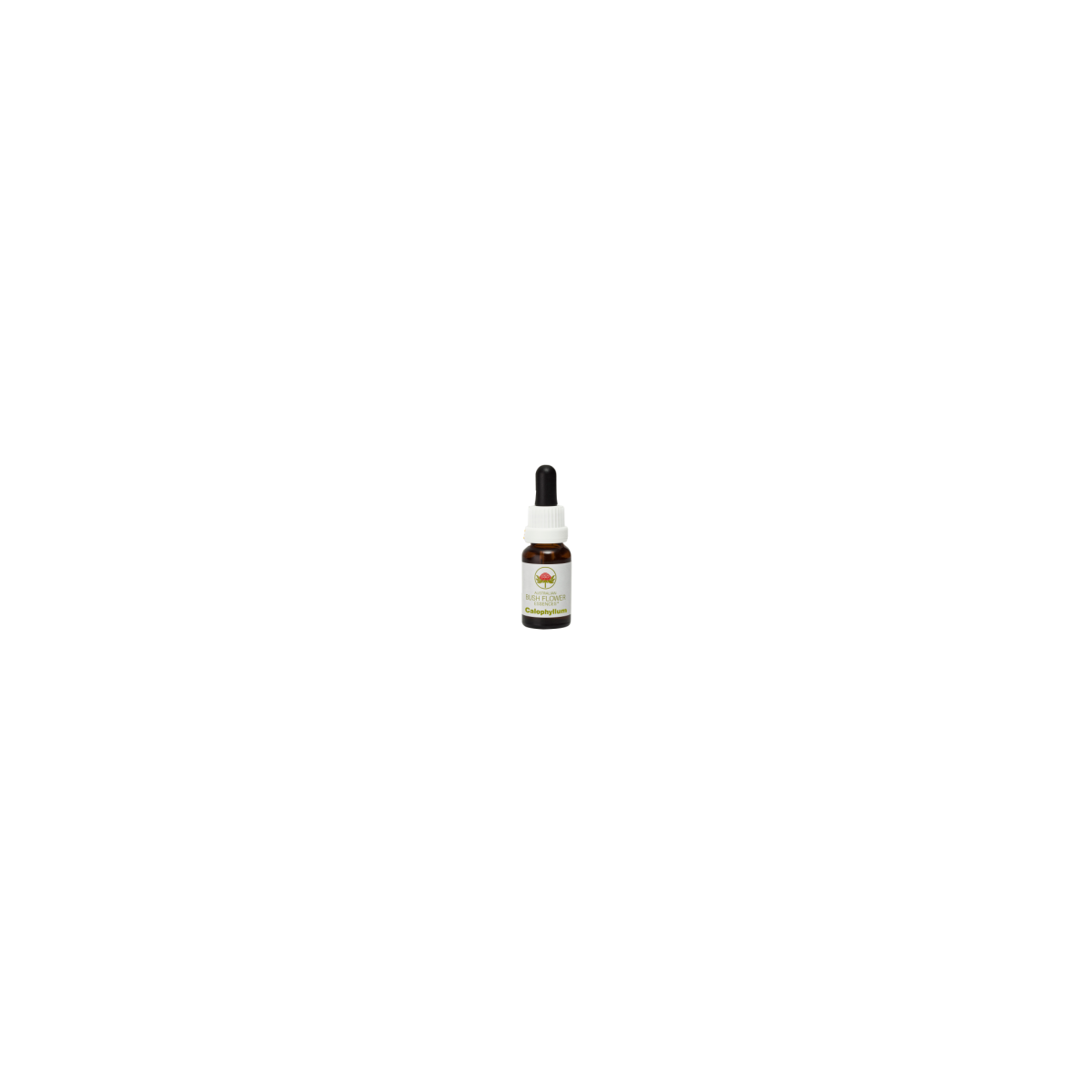 Calophyllum