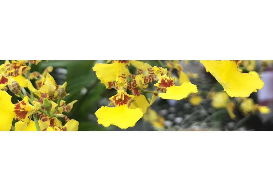 Las Orquídeas Europeas Las Orquídeas Europeas