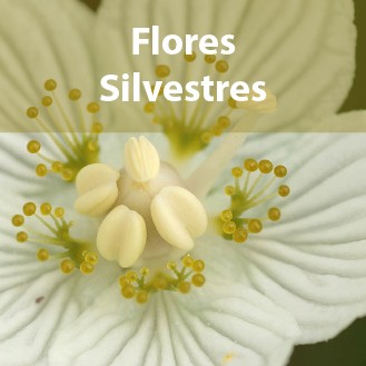 Flores Silvestres image