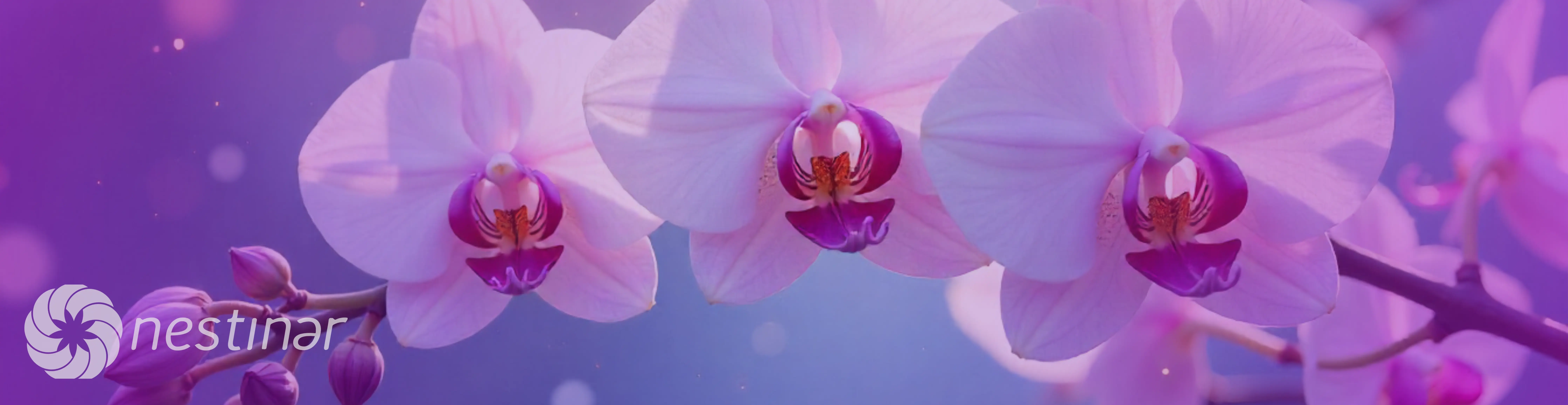 Orquídeas Europeas image